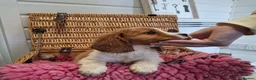 Cavalier King Charles Spaniel dogs for sale: Cavalier king charles pups - Advert 5