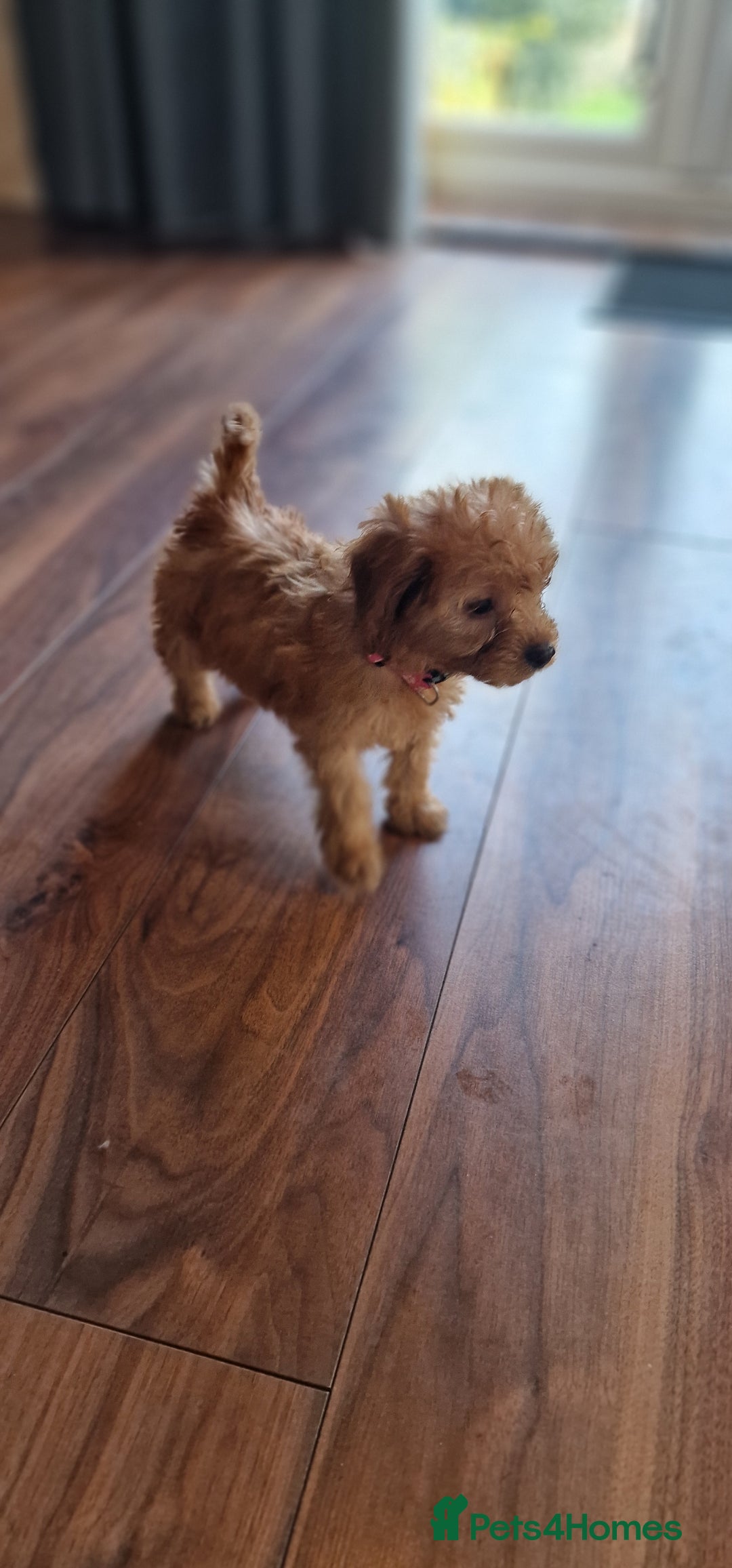 Cockapoo dogs for sale: Cockapoo - Image 15