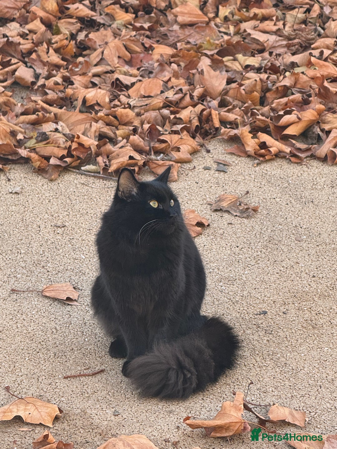 Siberian cats for sale: Affectionate Siberian-Mix Kitten (12 Months) - Advert 4