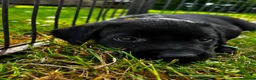 Labrador Retriever dogs for sale: KC Reg Puppies, FTCH Bred with versatility in mind - Advert 4