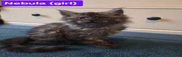 Maine Coon cats for sale: 8 GCCF Pedigree Maine Coon Kittens - Blue & Black  - Advert 13