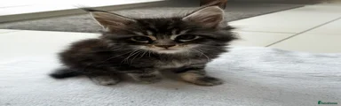 Maine Coon Kitten 2