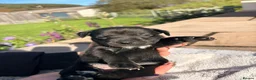 Patterjack dogs for sale: Patterjack pups  - Advert 11