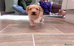 Cockapoo dogs for sale: F1B Cockapoo Puppies - Image 12