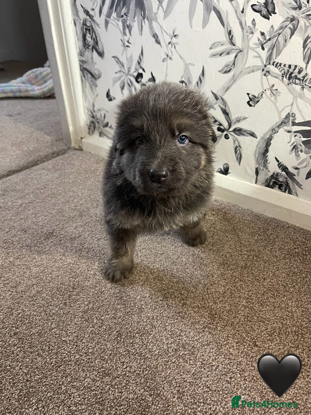 German Shepherd dogs for sale: German shepherd puppies  - Image 7