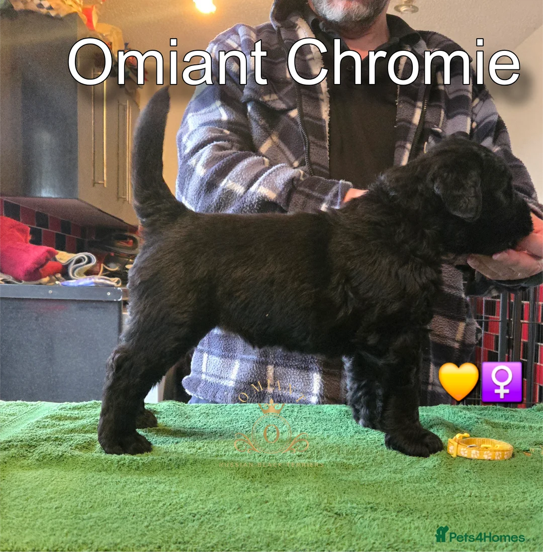 Russian Black Terrier dogs for sale: Russian Black Terrier puppies in Biggleswade - Advert 5