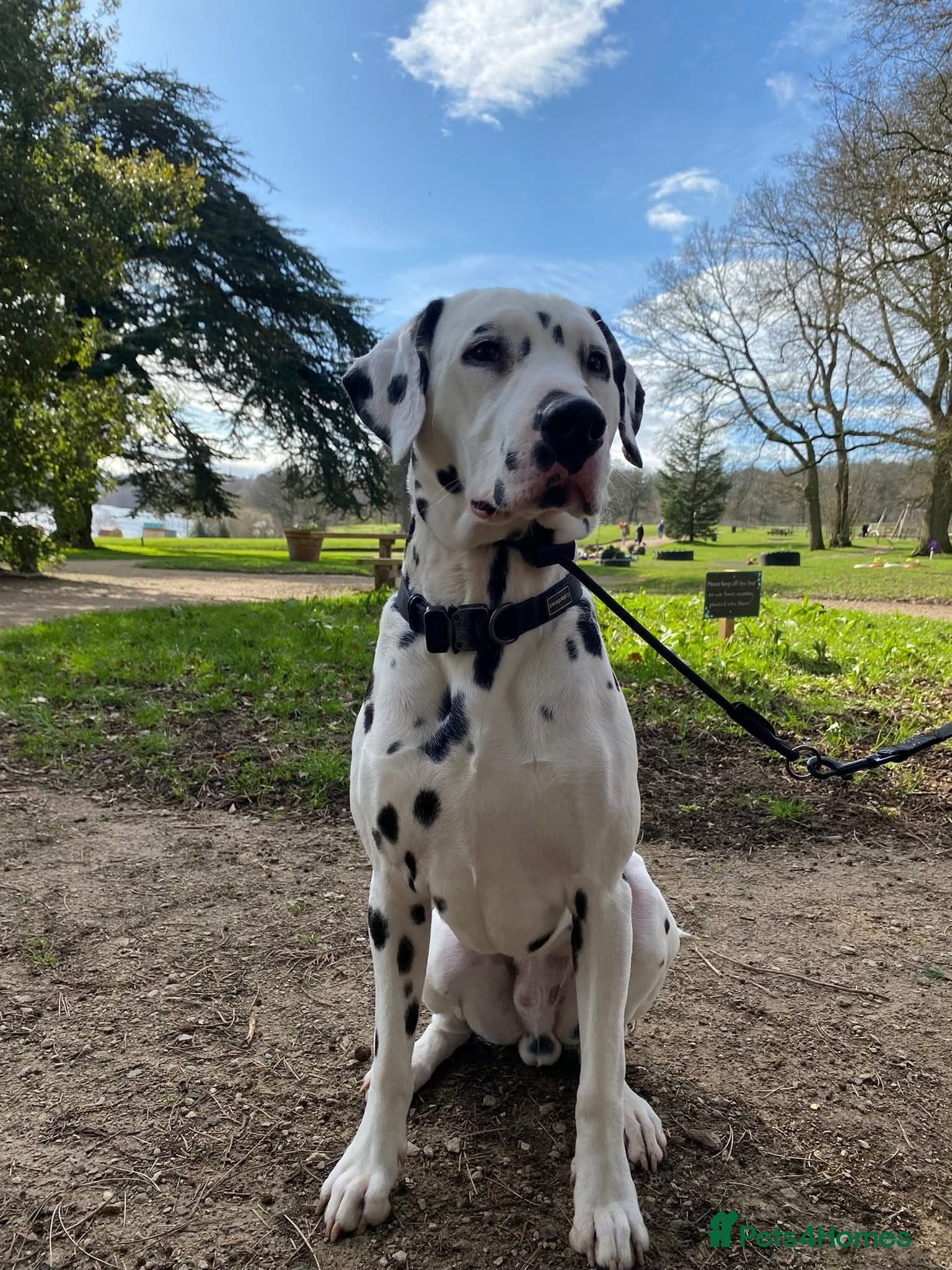 Dalmatian dogs Kalvadene nick of time - Stud Dog  - Advert 12