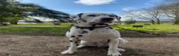 Dalmatian dogs for stud: Kalvadene nick of time - Stud Dog  in Stoke-on-Trent - Advert 8