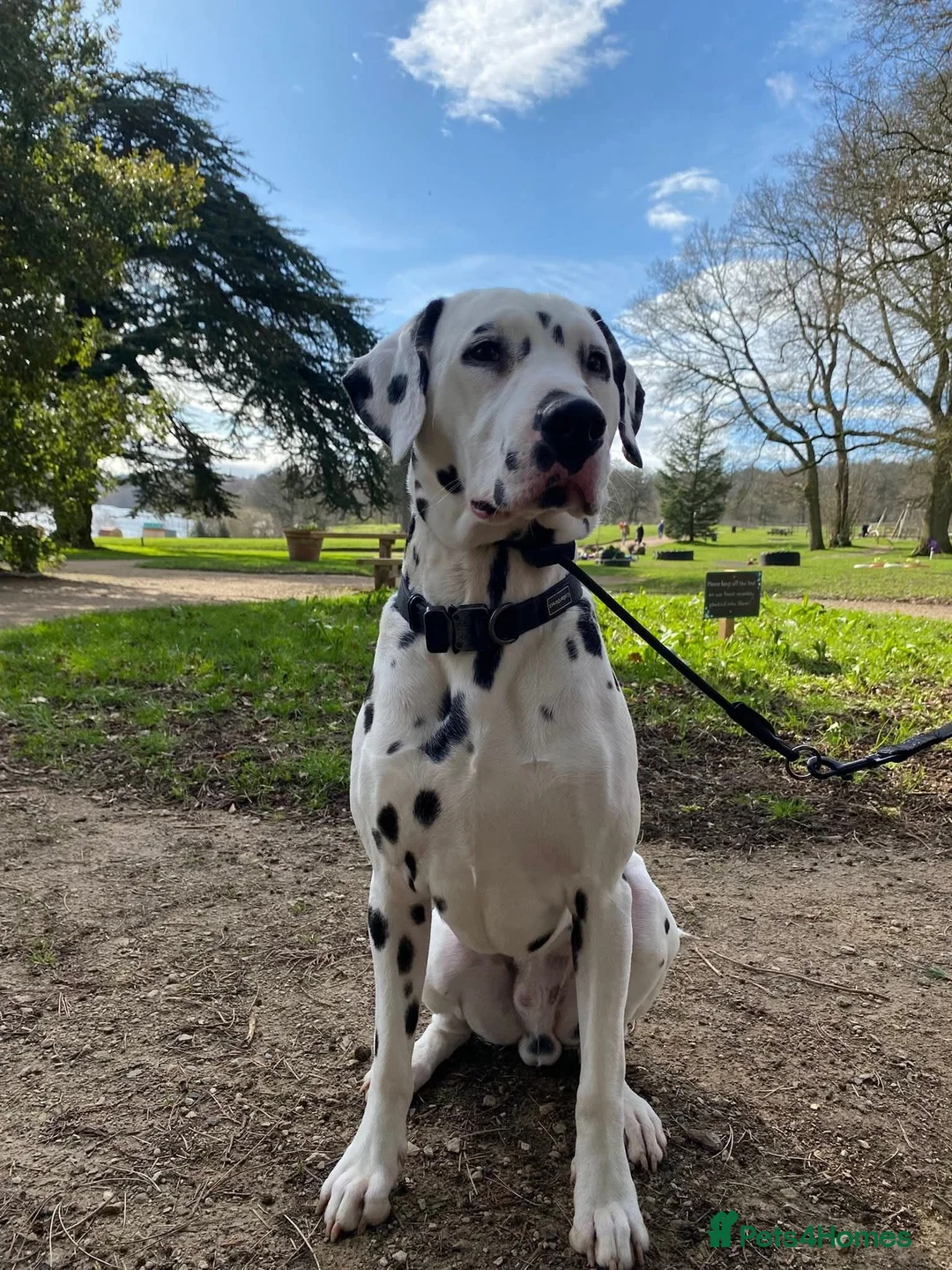 Dalmatian dogs for stud: Kalvadene nick of time - Stud Dog  in Stoke-on-Trent - Advert 8