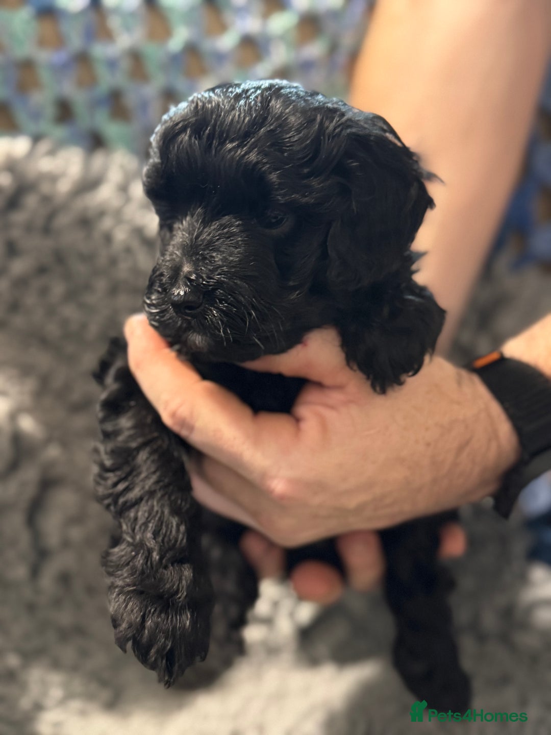 Cockapoo dogs for sale: Gorgeous F1B Cockapoo Puppies hypoallergenic  - Advert 11