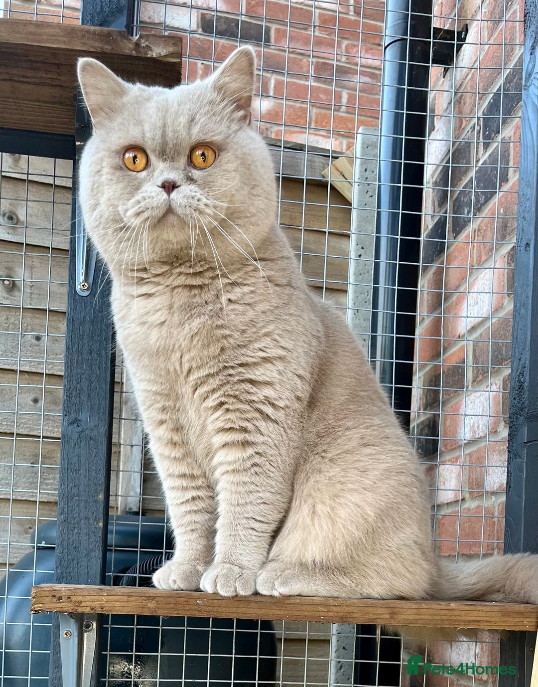 British Shorthair cats for sale: RETIRED STUD CHAMPION FAWN BSH - Image 1