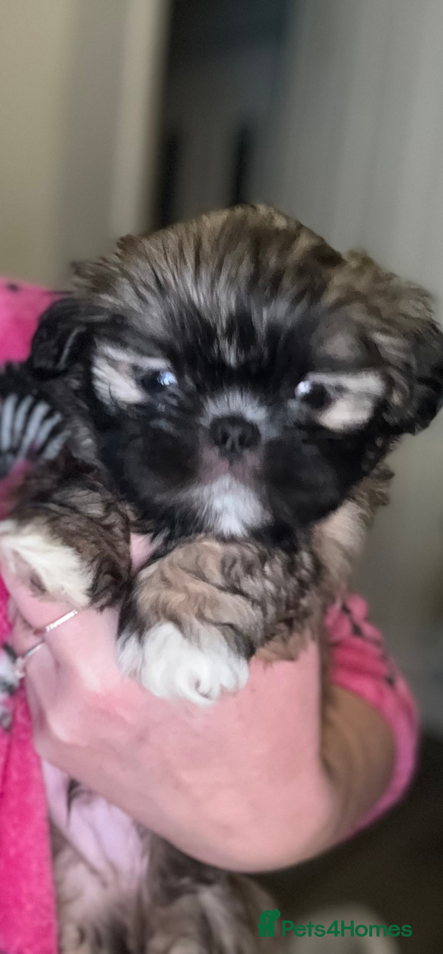 Shih Tzu dogs Gorgeous Shih Tzu Babies, ready from 14 Febuary.  - Advert 3
