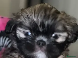 Shih Tzu dogs Gorgeous Shih Tzu Babies, ready from 14 Febuary. - Advert 3