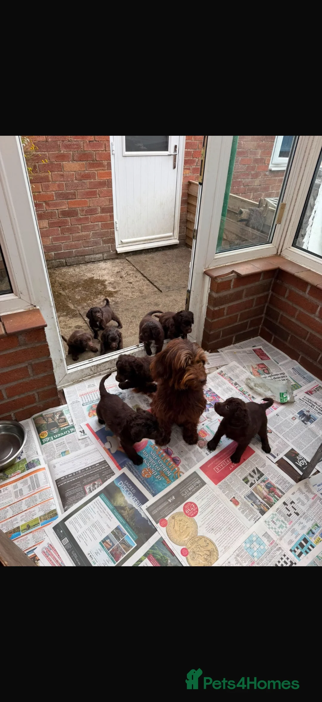 Sproodle dogs for sale: Sprockerdoodledors  - Advert 2
