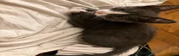 Mixed Breed cats for sale: Adorable Kitten  - Advert 6