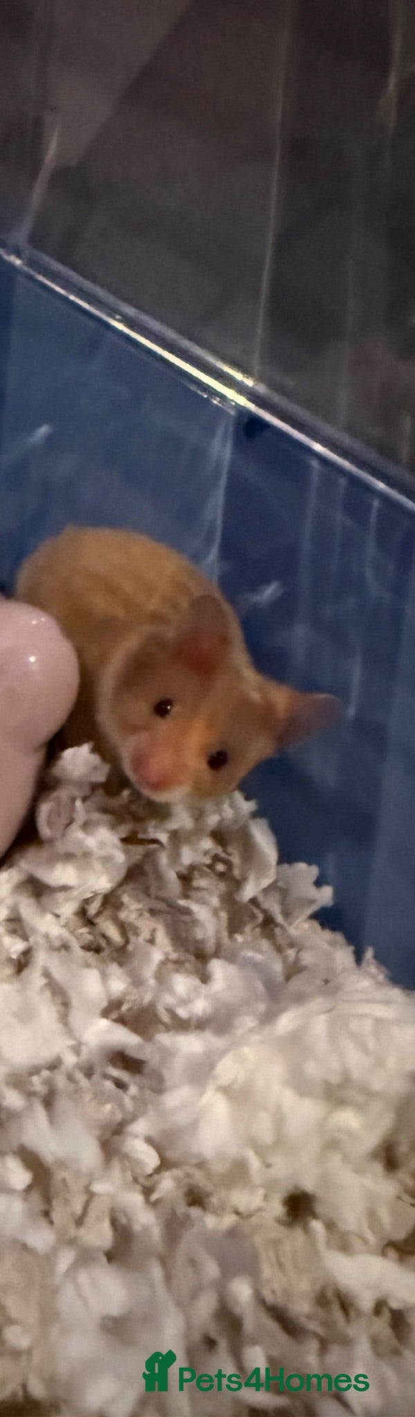 Hamster rodents Baby hamsters Syrian  1 month old  - Advert 12