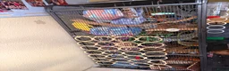 Rat rodents for sale: 4 friendly female rats, cage , accessories  - Advert 6