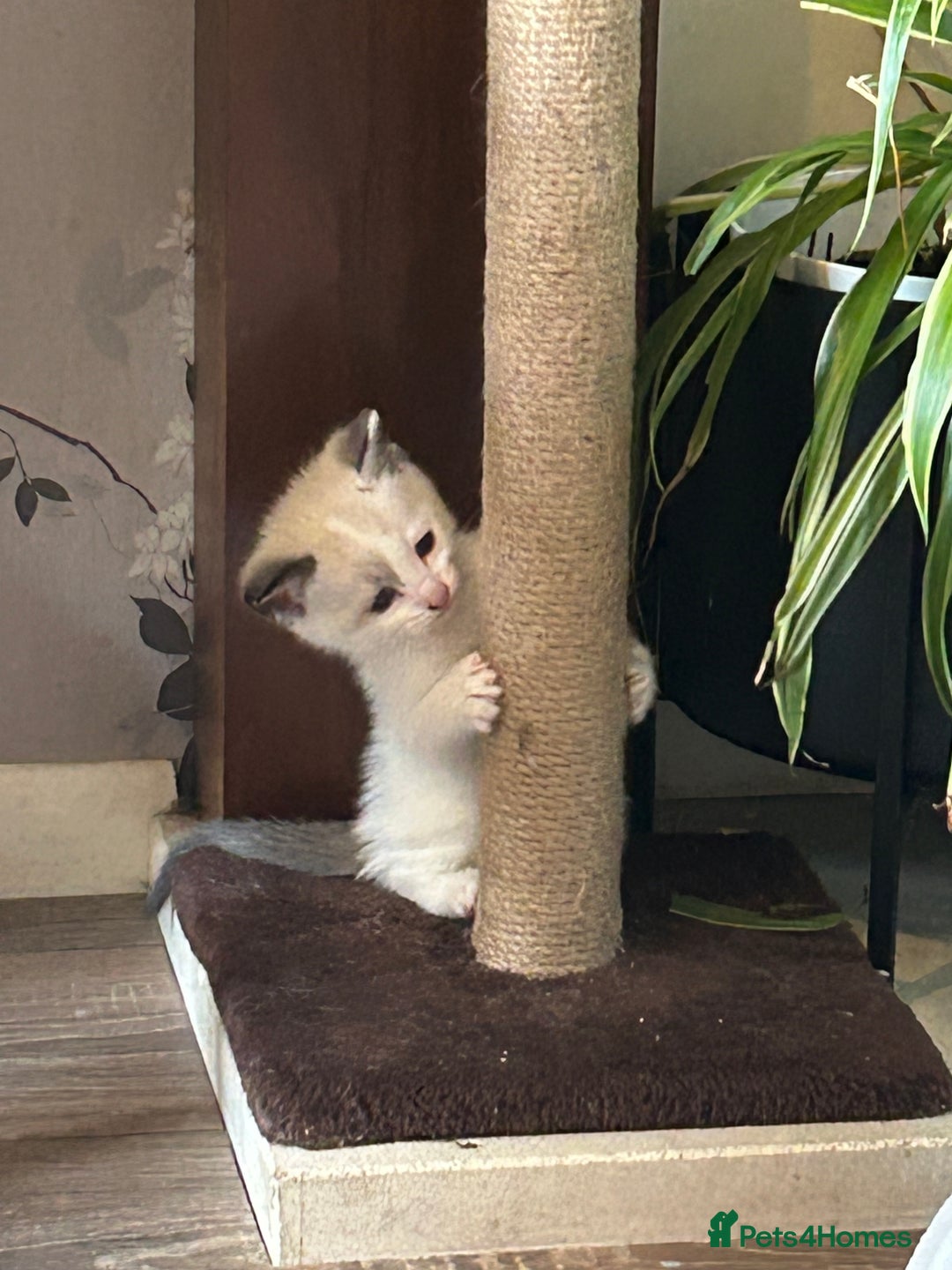 Ragdoll cats for sale: 3x Ragdoll X kittens - Image 4