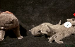 British Shorthair cats for sale: SHOW QUALITY Blue British shorthair KOLINGA DNA - Image 4