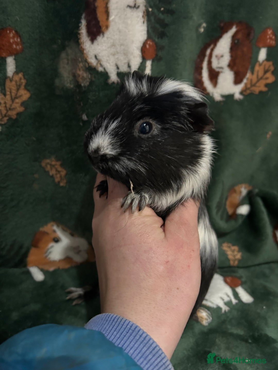 Guinea Pig rodents for sale: Baby Female Guineapigs  - Advert 4