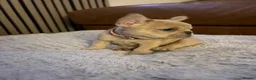 French Bulldog dogs for sale: 🐾 FRENCH BULLDOG PUPPIES 🐾 - Advert 15