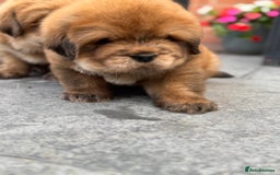Tibetan Mastiff dogs for sale: Chinese Tibetan mastiff pups  - Image 32