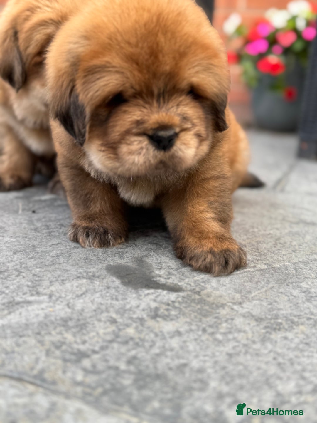 Tibetan Mastiff dogs for sale: Chinese Tibetan mastiff pups  - Image 32