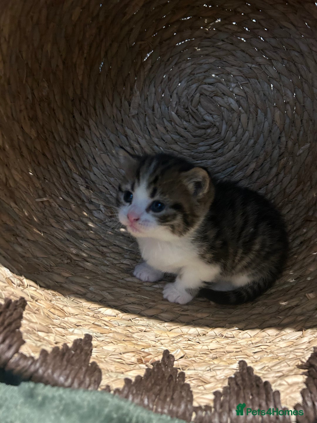British Shorthair cats for sale: 3 beautiful boys and 1 girl - Image 10