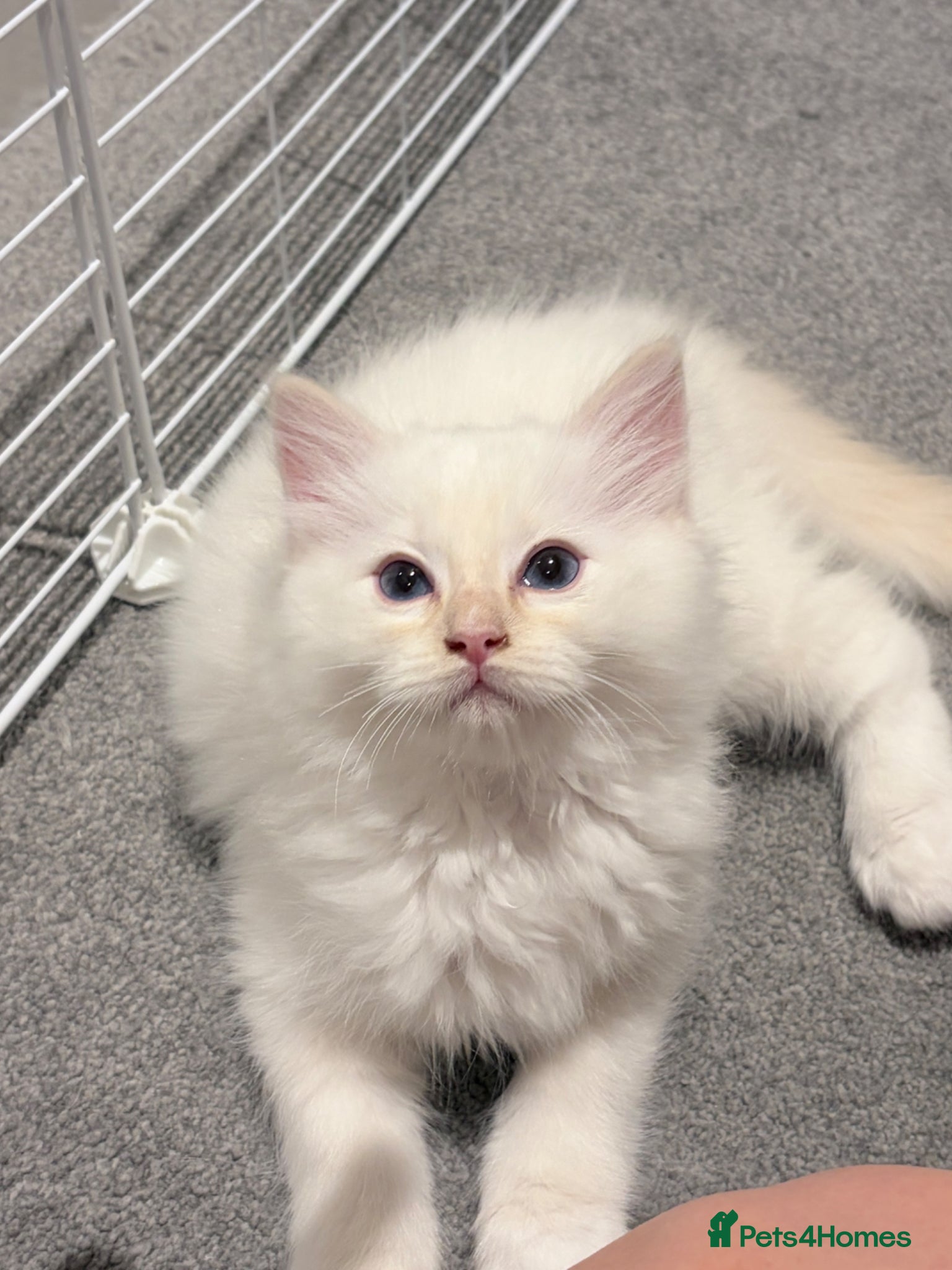 Ragdoll cats 2 Left! TICA Registered flame Ragdoll Kittens - Advert 2