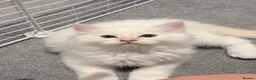 Ragdoll cats for sale: TICA Registered Blaze Red colour Ragdoll Kittens - Advert 3