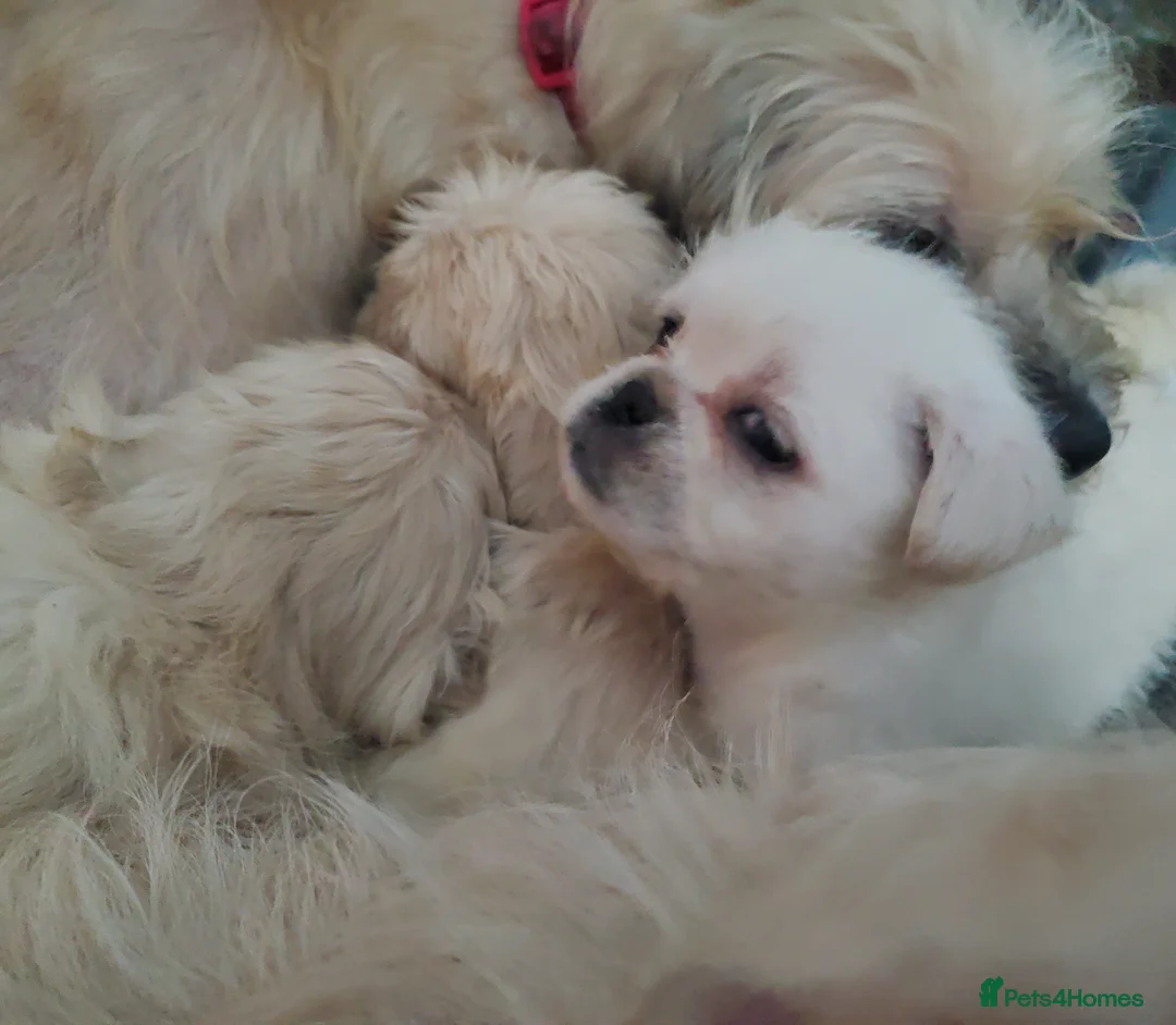 Mixed Breed dogs for sale: Shih tzu cross Pug puppies - Advert 3