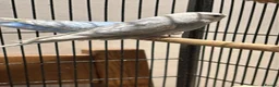 Budgerigars birds for sale: Hand reared hand tame baby budgies - Advert 6