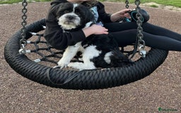 Lhasa Apso dogs for sale: Ollie - Image 1