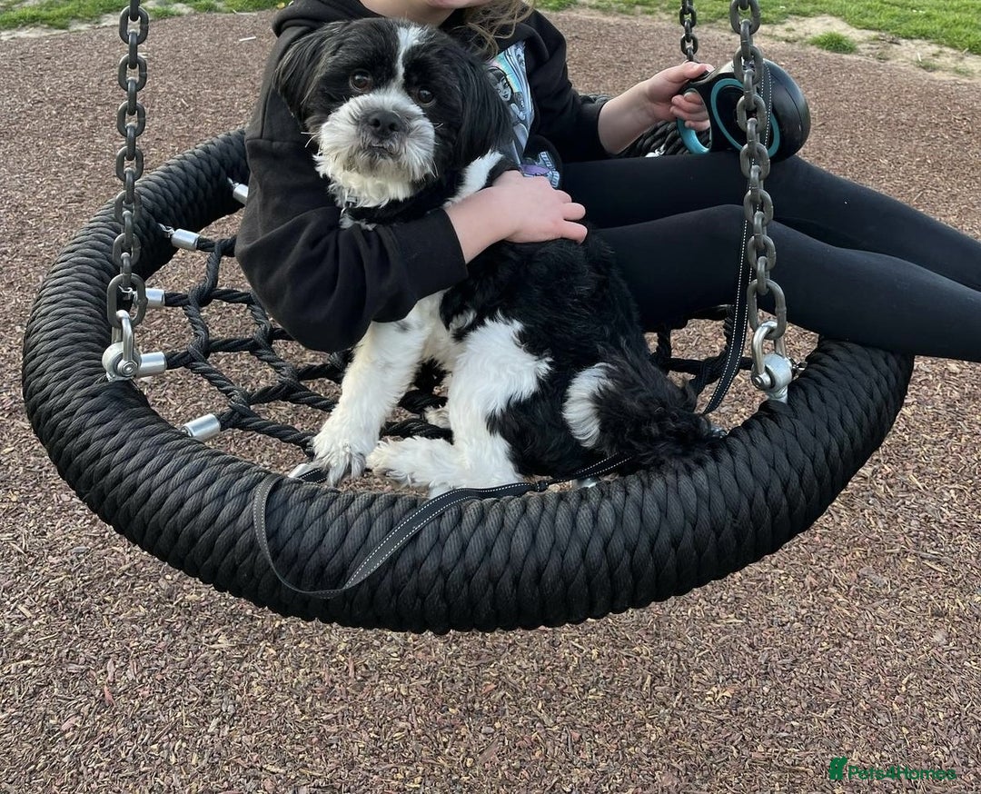Lhasa Apso dogs for sale: Ollie - Image 1
