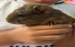 Guinea Pig rodents for sale: 3 male baby guinipigs  - Image 3