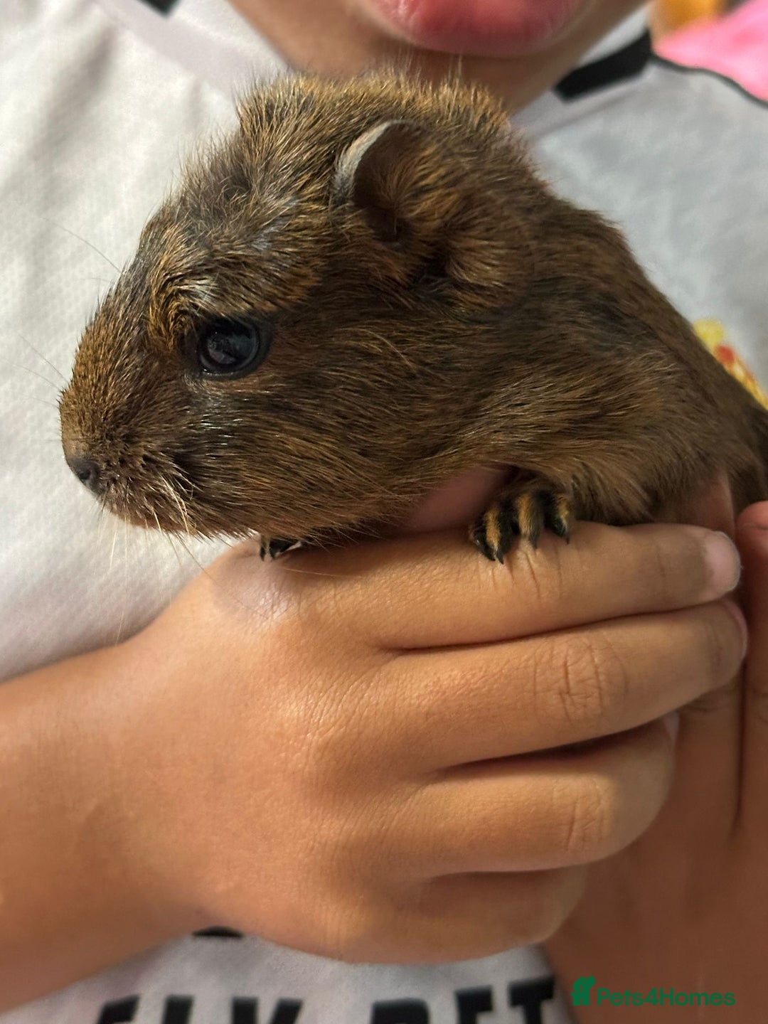 Guinea Pig rodents for sale: 3 male baby guinipigs  - Image 3