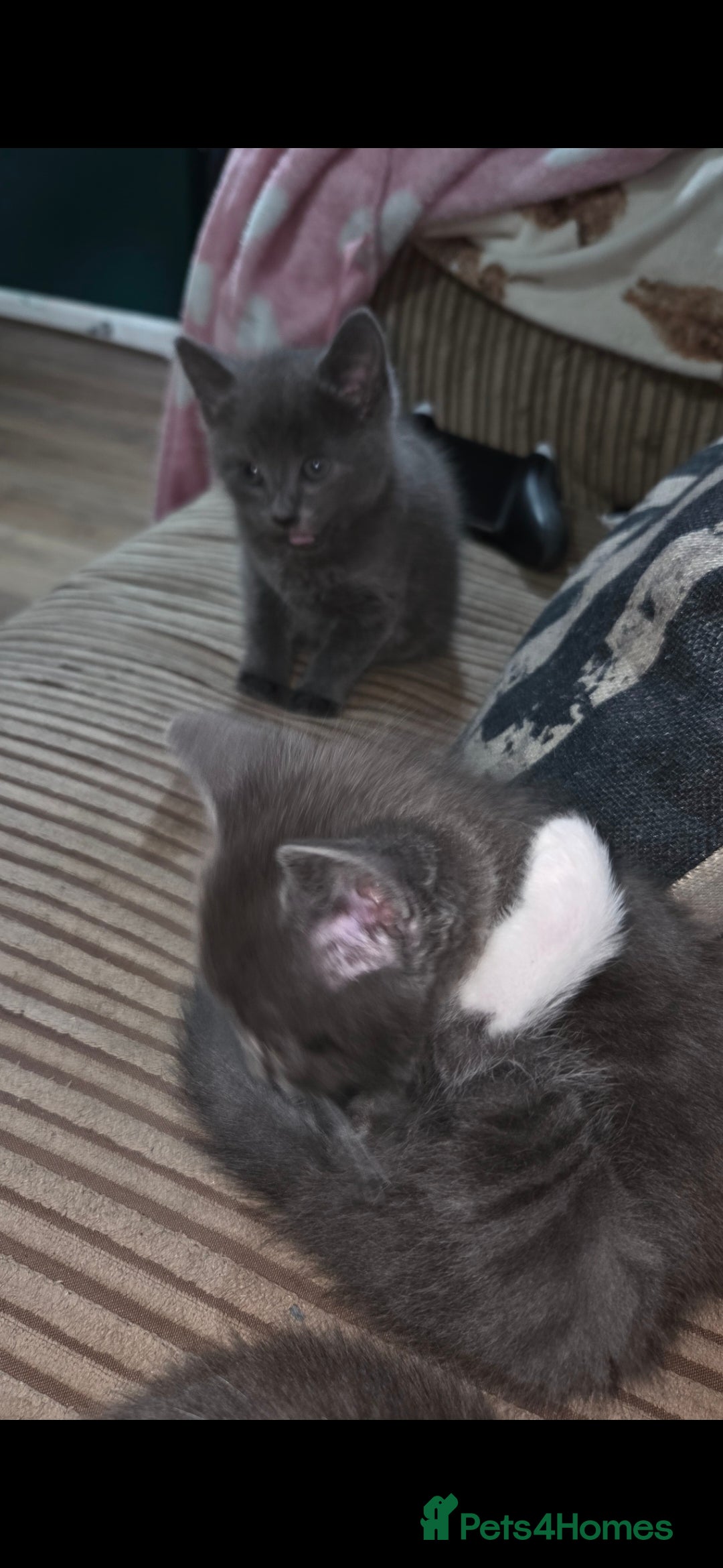 Mixed Breed cats for sale: Kittens  - Advert 11