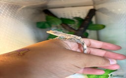 Gecko reptiles for sale: Crested geckos - Image 5