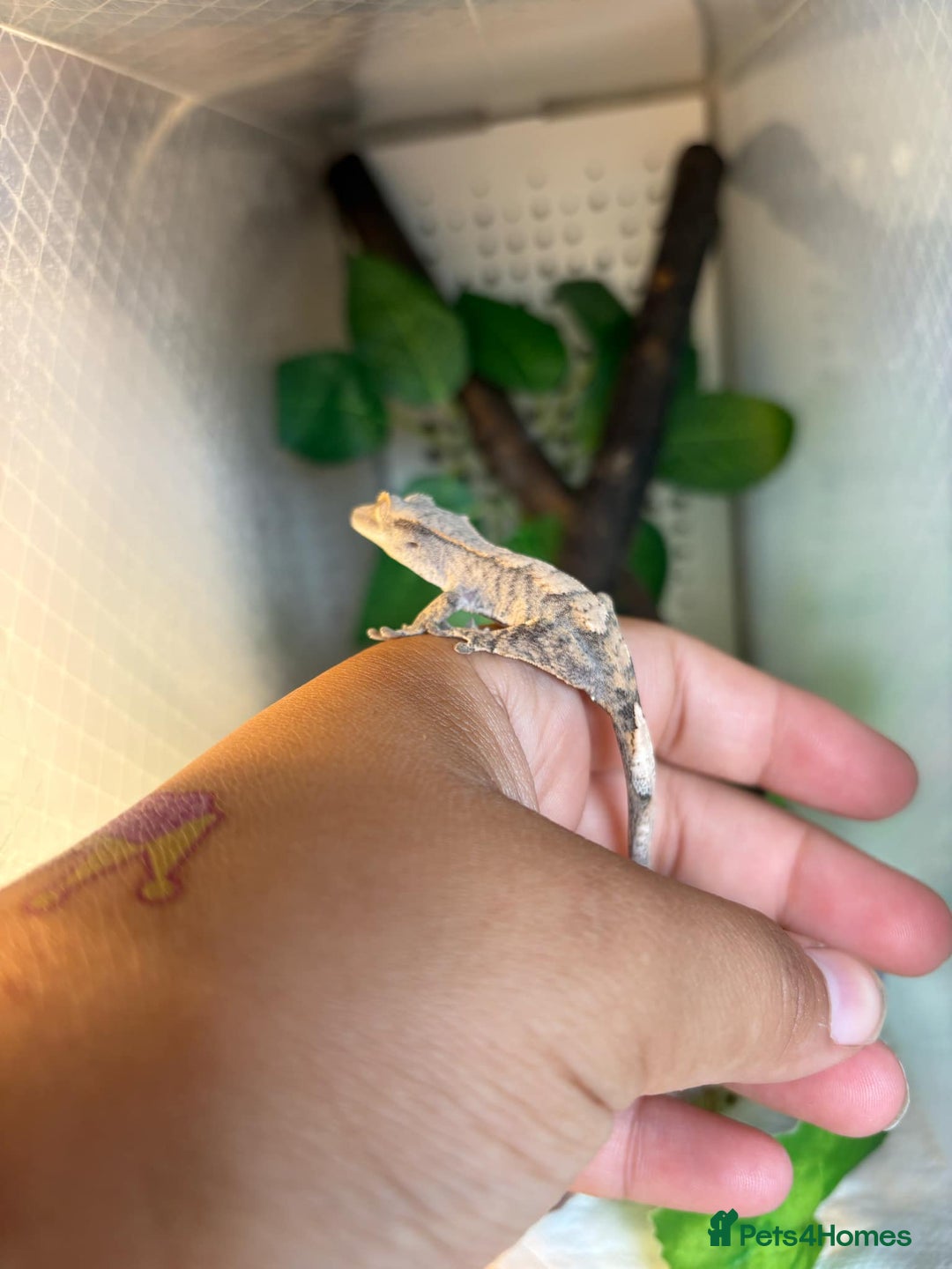 Gecko reptiles for sale: Crested geckos - Image 5