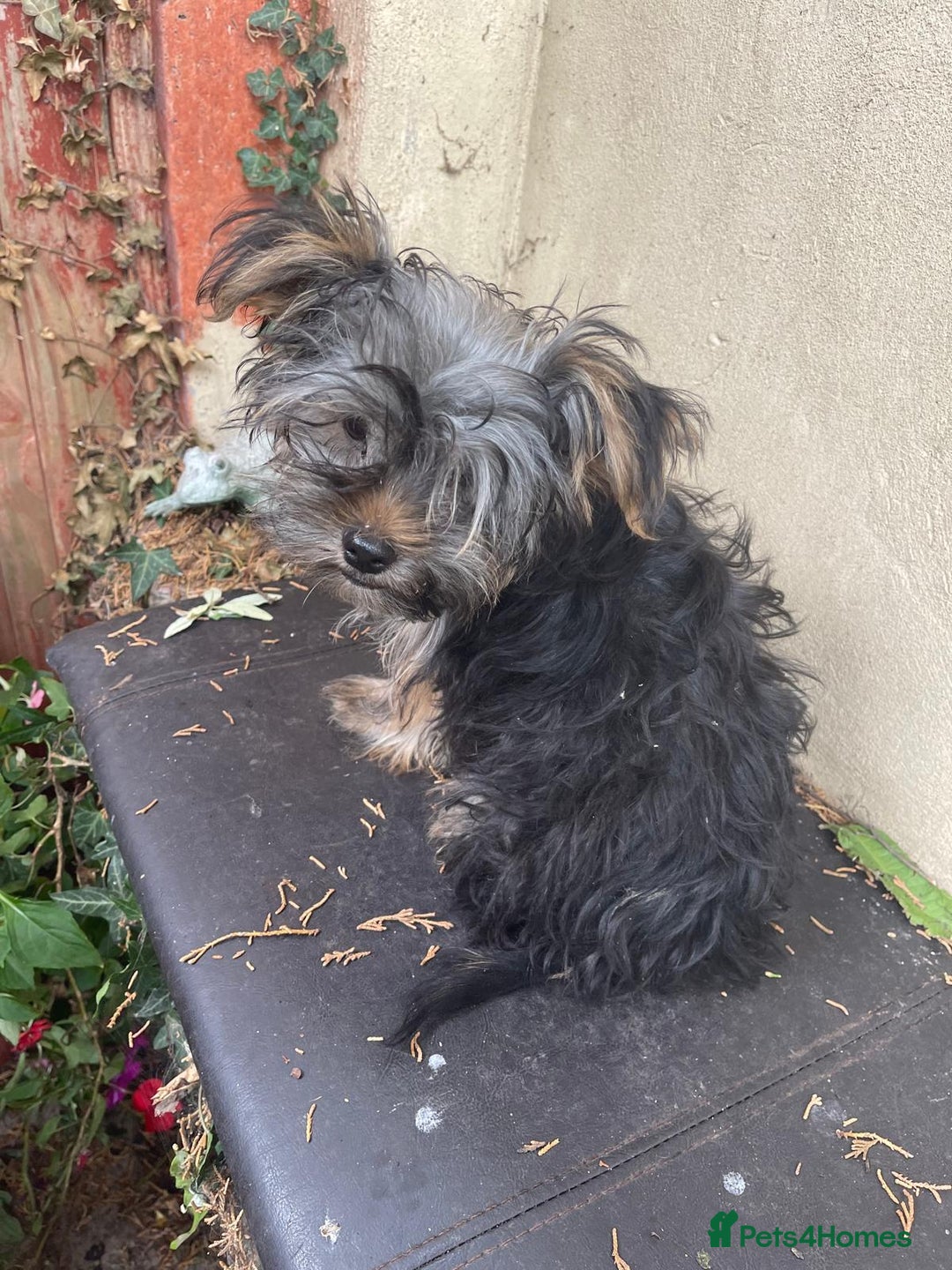 Yorkshire Terrier dogs for sale: Yorkshire Terrier Puppy 2 - 1 Absolutely Stunning Yorkie Pup Ready To Go Now!  - Image 11