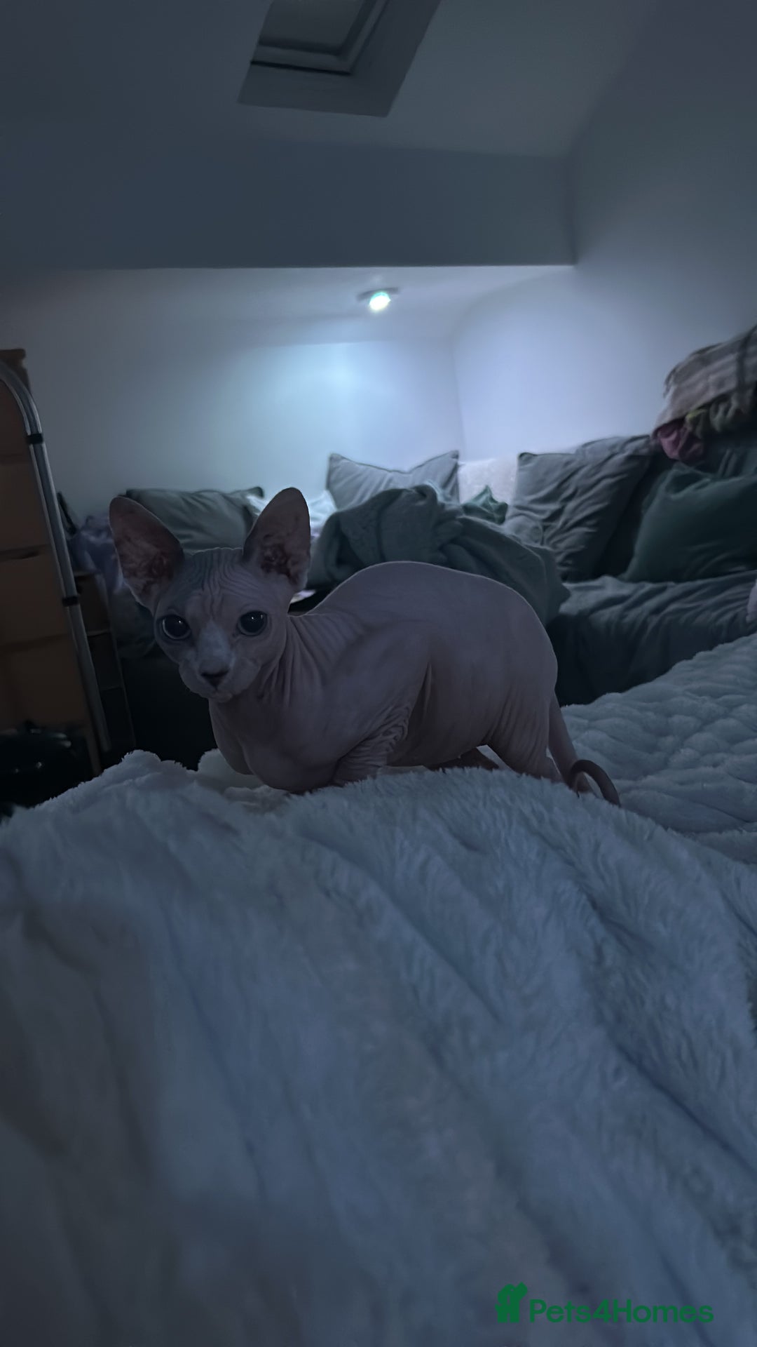 Sphynx cats for sale: Female Sphynx for Rehoming - Image 4