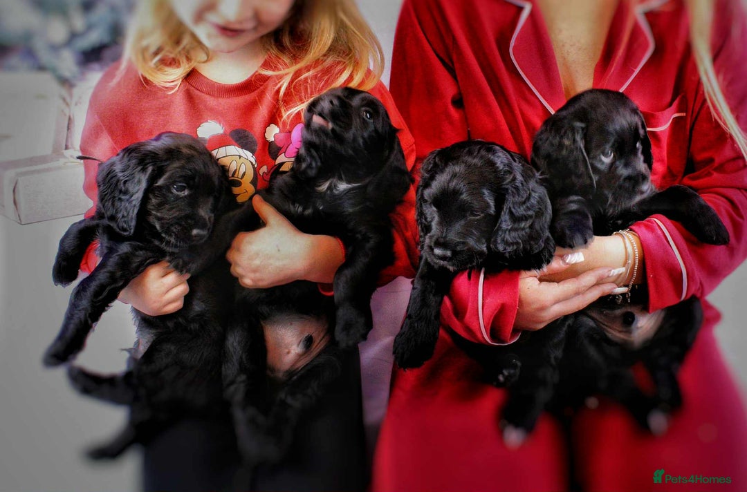 Cocker Spaniel dogs for sale: Cocker spaniel (working) - Advert 7