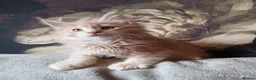 Maine Coon cats for sale: TICA reg HEALTH CHECKED Maine Coons - Advert 28