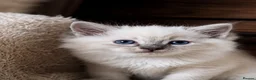 Ragdoll cats for sale: Beautiful TICA Registered Ragdoll Kittens  - Advert 4