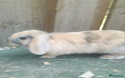 Dwarf Lop rabbits for sale: Dwarf Lops Bunnies rabbits - Image 3