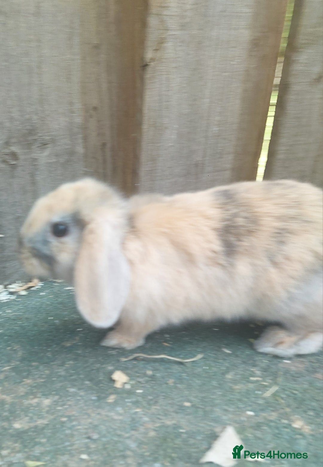Dwarf Lop rabbits for sale: Dwarf Lops Bunnies rabbits - Image 3