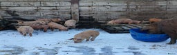 Pig livestock for sale: OSB x Pietrain piglets - Advert 3