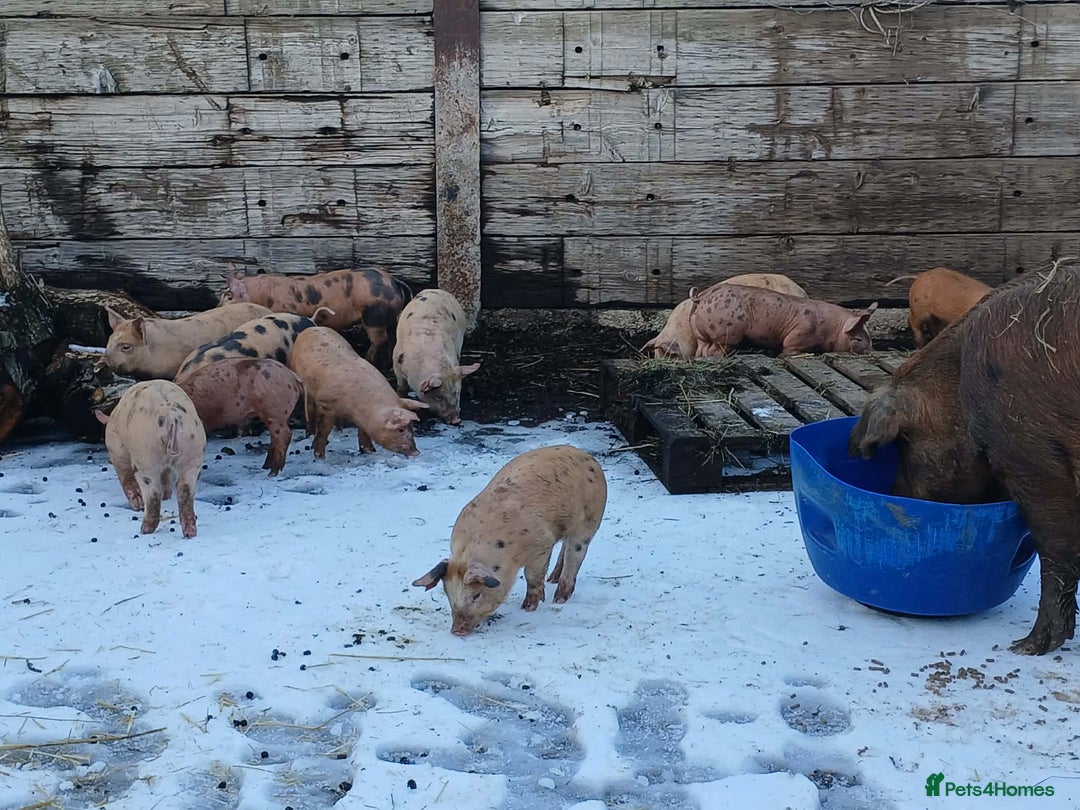 Pig livestock for sale: OSB x Pietrain piglets - Advert 3