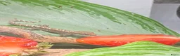 Gecko reptiles for sale: Mourning Geckos  in Stoke-on-Trent - Advert 3
