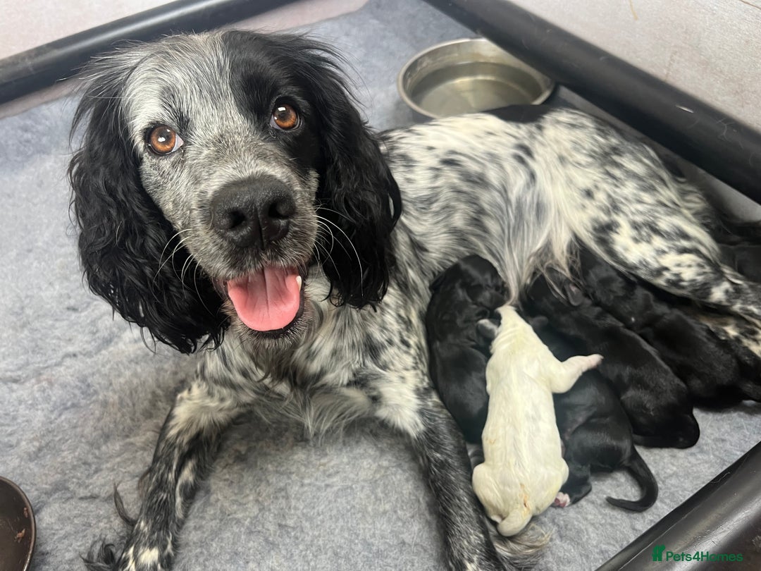 Cocker Spaniel dogs for sale: Beautiful Working Cocker Spaniel Puppies for Sale - Image 6